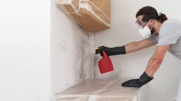 Professional Basement Mold Removal technician working in Closter, NJ