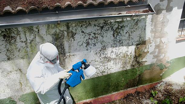 Top rated local Basement Mold Removal specialists in Closter, NJ
